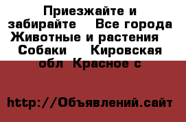 Приезжайте и забирайте. - Все города Животные и растения » Собаки   . Кировская обл.,Красное с.